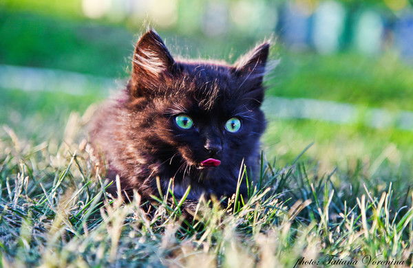 Любовь Тонкогубова