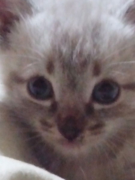 Екатерина Новикова