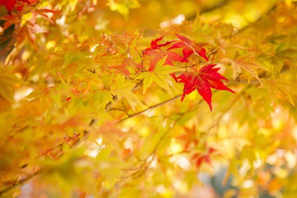 Альбина Альмухаметова