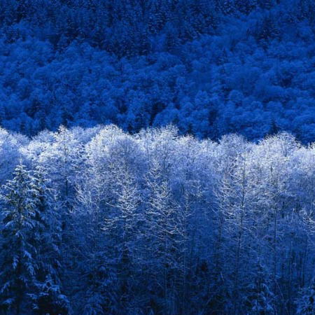 Алексей Смохин