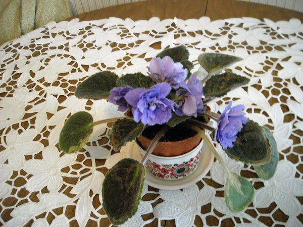 Авдотья Умкина