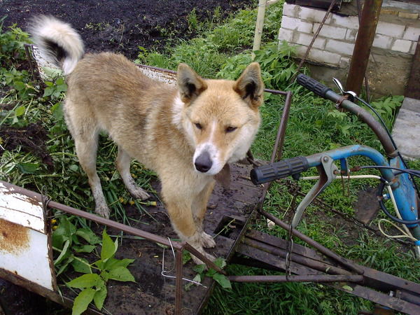 Юрик Пшеничников