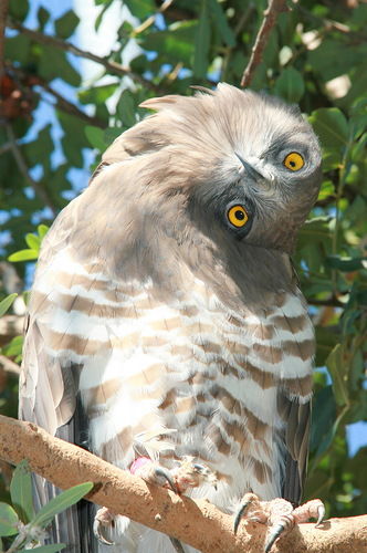 Лена Попкова