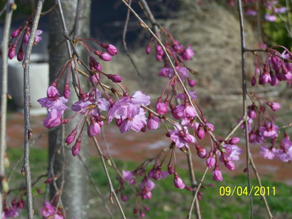 Людмила Пугачева