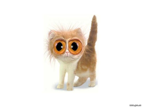 Толик Лыпко