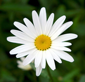 Ирина Бабина