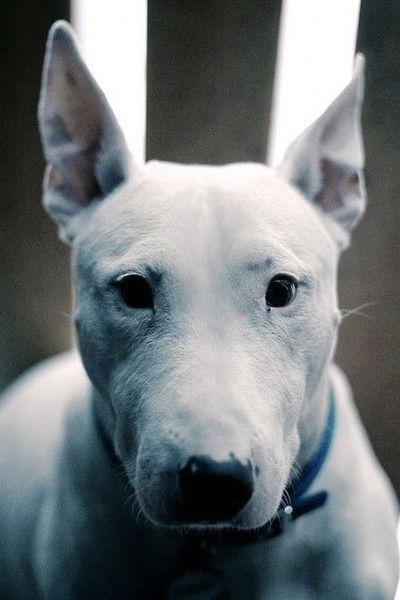 Ник Захаров