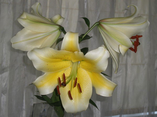 Лариса Кузнецова