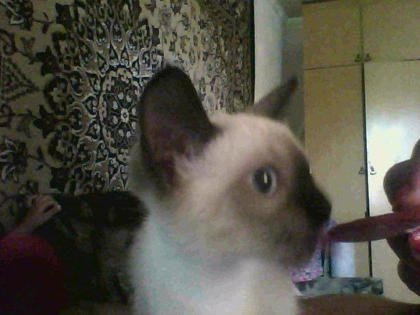 Аким Кехаев