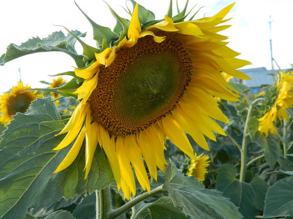 Эльвира Султангараева