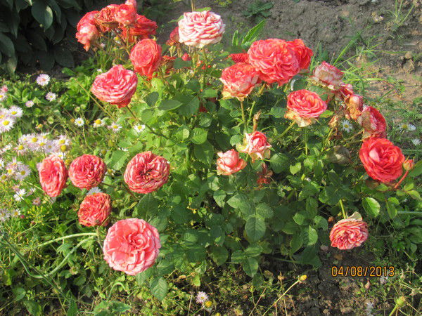 Ирина Колье