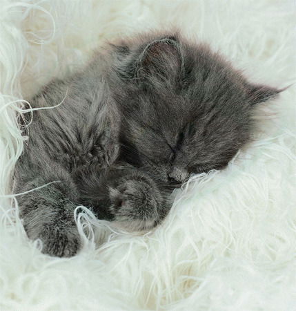 Светлана Тихомирова