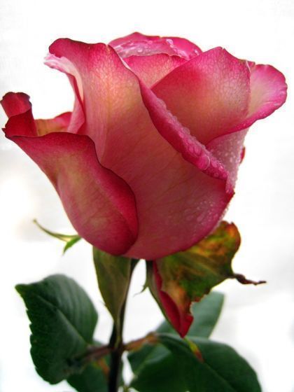 Светлана *****