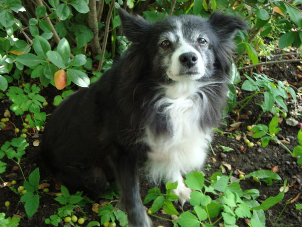 Елена Кофанова