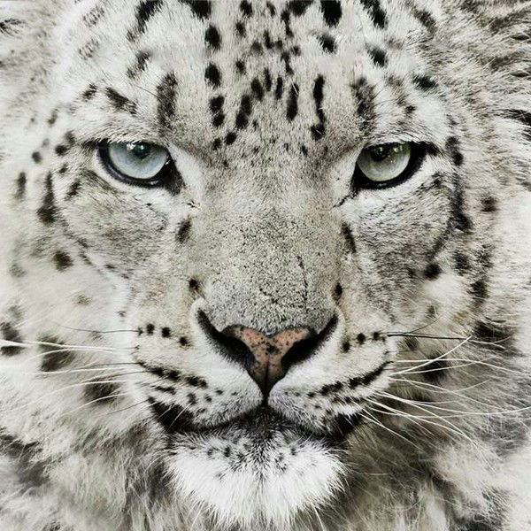 ۩۩͇̿v͇̿i͇̿p͇̿۩͇̿ Mega ╕Hunter ۩۩͇