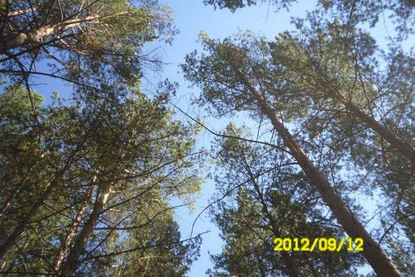 Татьяна Нихаенко