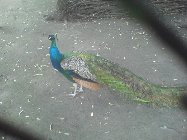 Светлана Меньшикова