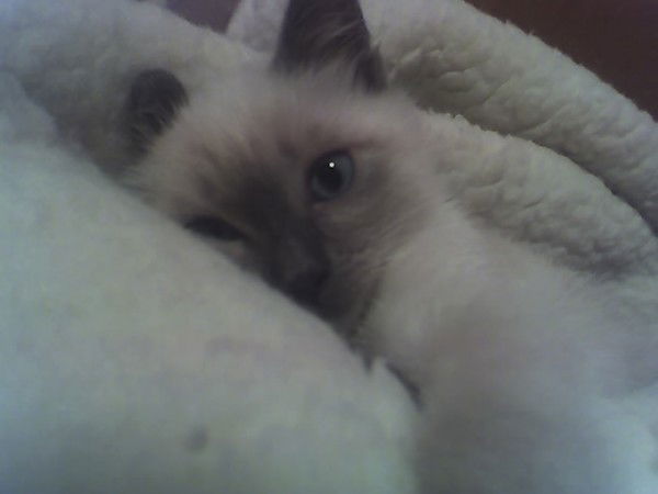 Быколай Оптоед