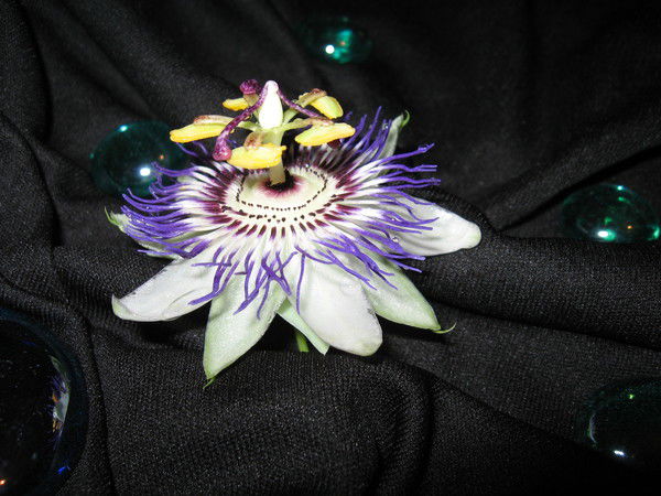 Светлана Атлас