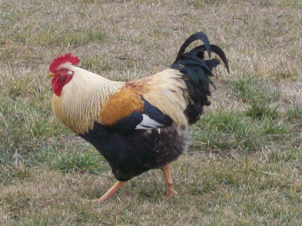 Елена Дугинова