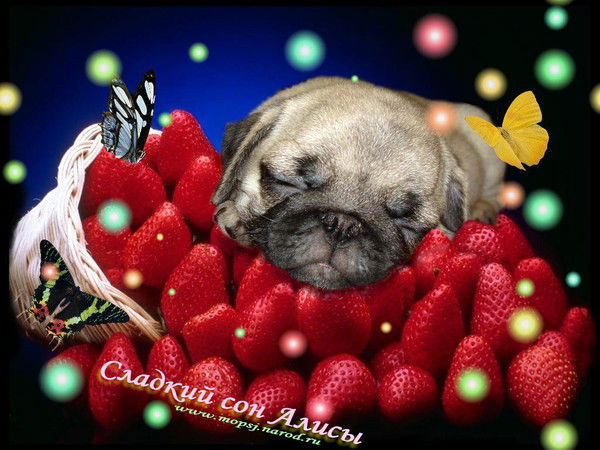 Анжела Падалка