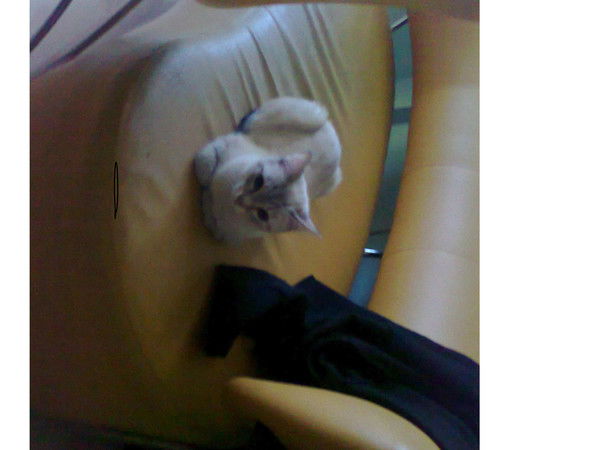 Марина Сороковикова