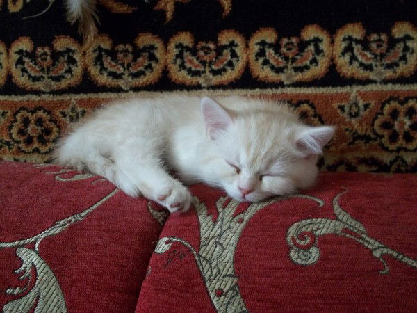 Ольга Вершинина