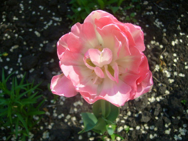 Катя Чумакова