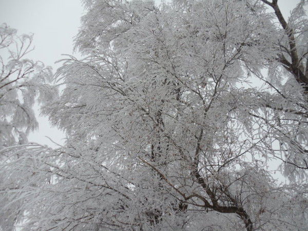 Нурбек Мамаев