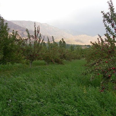 Ахмад Шарипов