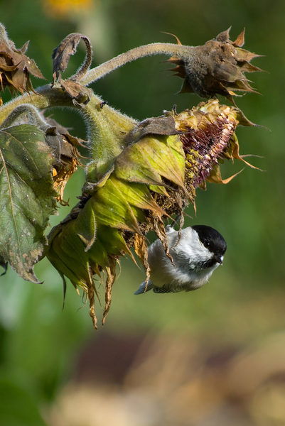 Сергей Аникин