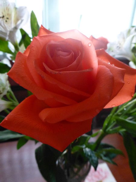 Елена Щербакова