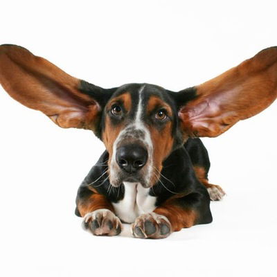 Илья Гринев