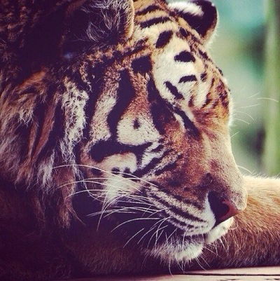 Женя Шакуро