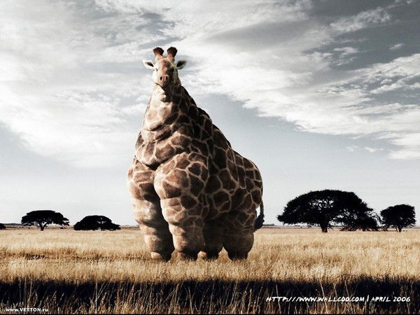 Виталий Сомов