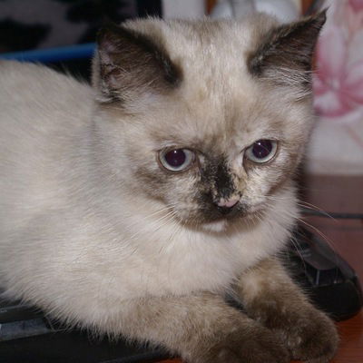 Юля Скуйбеда