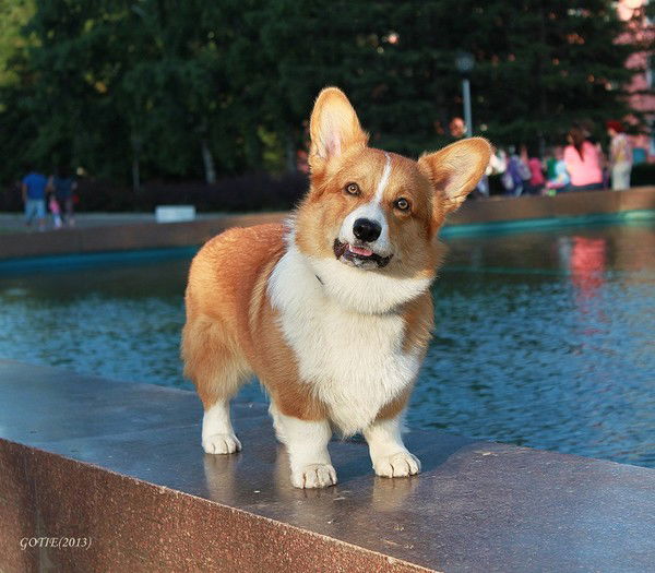 Татьяна Кореш