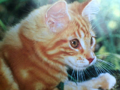 Александр Корж