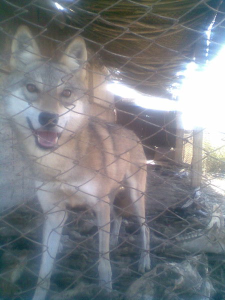 Бахыт Адилова