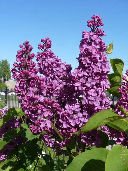 Ирина Жихарева