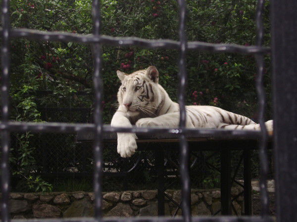Вадим Конашенков
