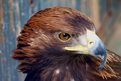 Воффка Моркоффка