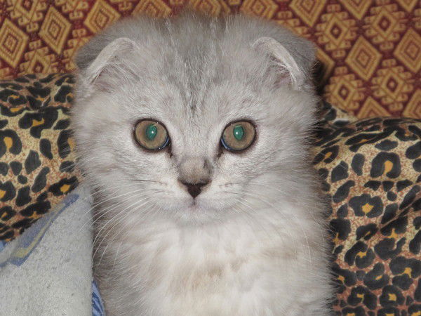 Ольга Анчеева