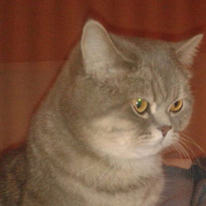 Василий Котов