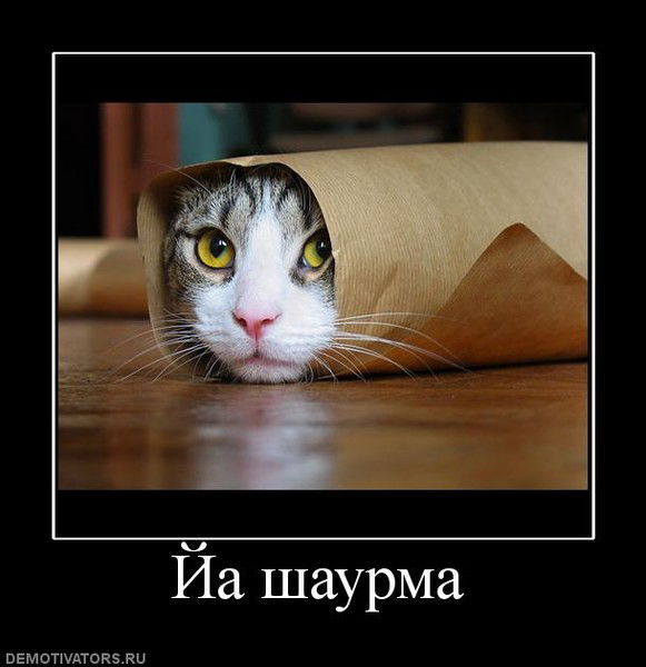 Галина Кокошка