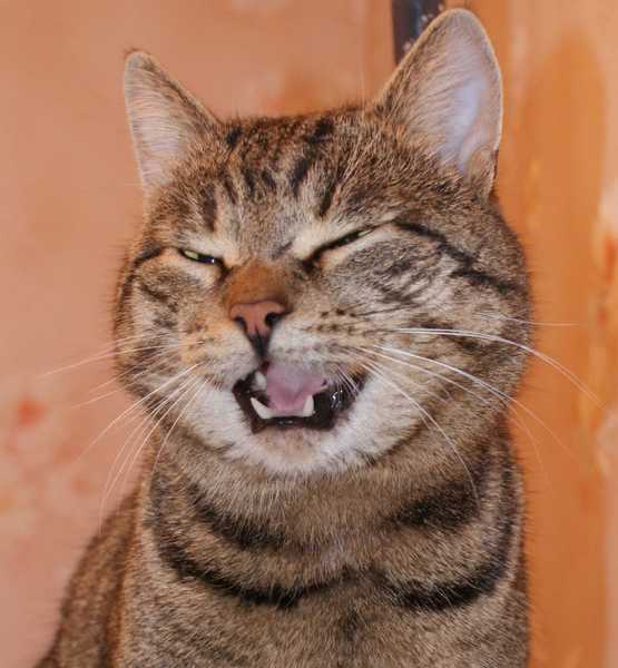 Светлана Родионова