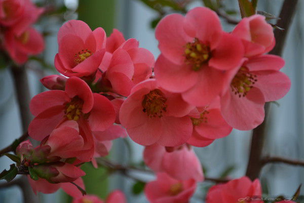 Олеся Чувашева