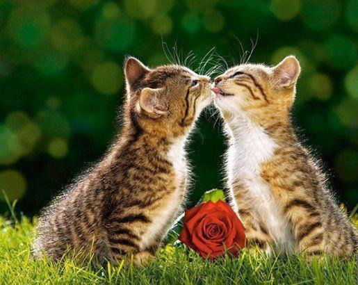 ❤ Ret ❤ ❤Kitty❤