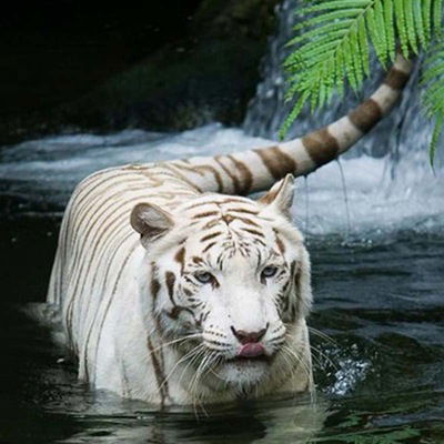 Оксана Белоусова