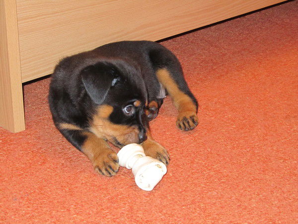 Небесный Хомячок